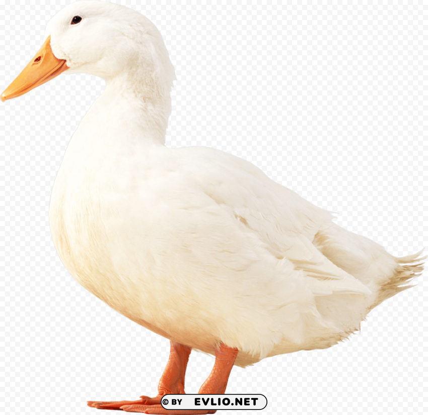 white duck PNG for personal use