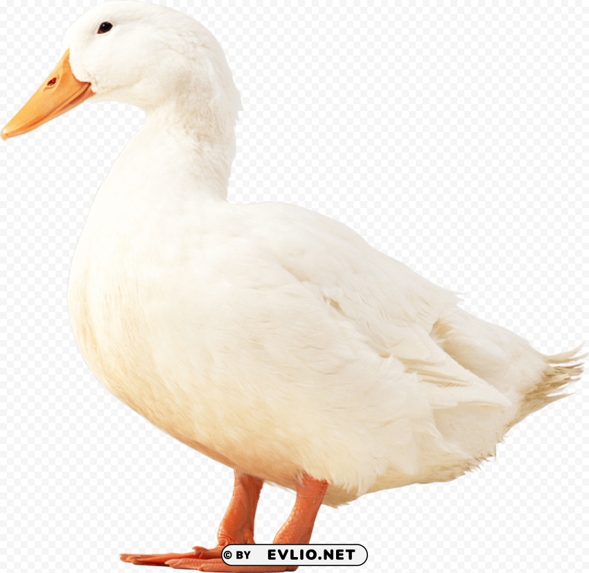 white duck PNG objects png images background - Image ID ba58cb2e