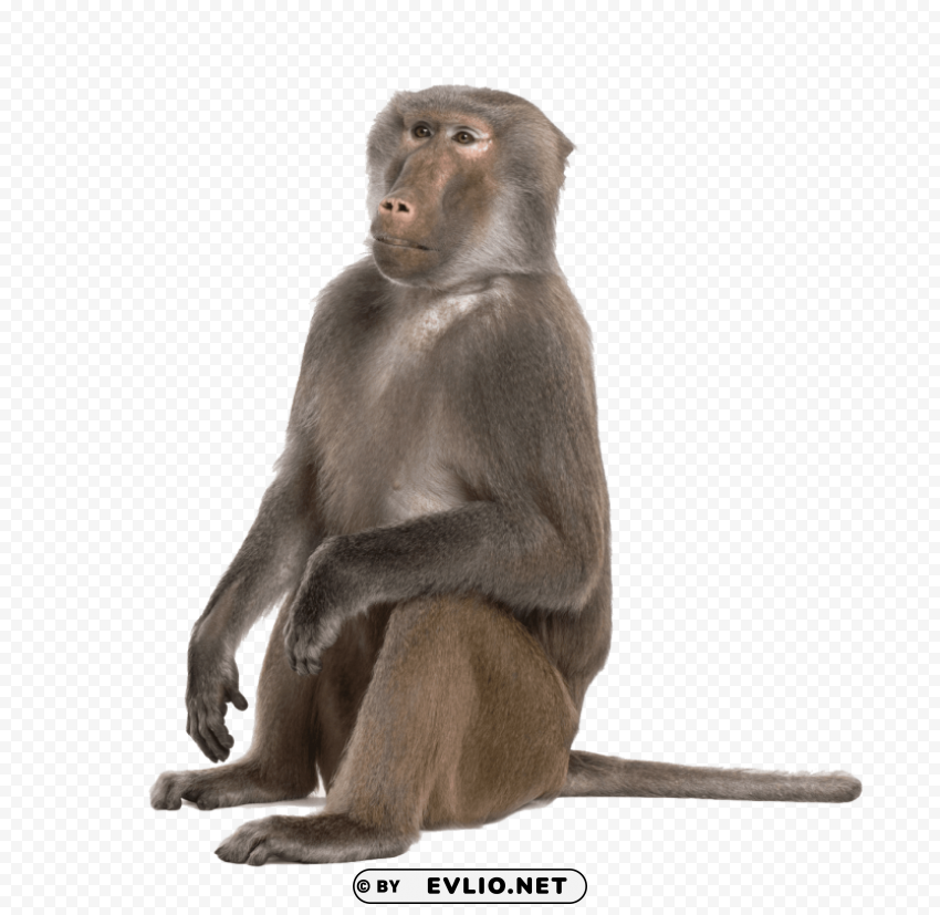 baboon free Transparent background PNG clipart