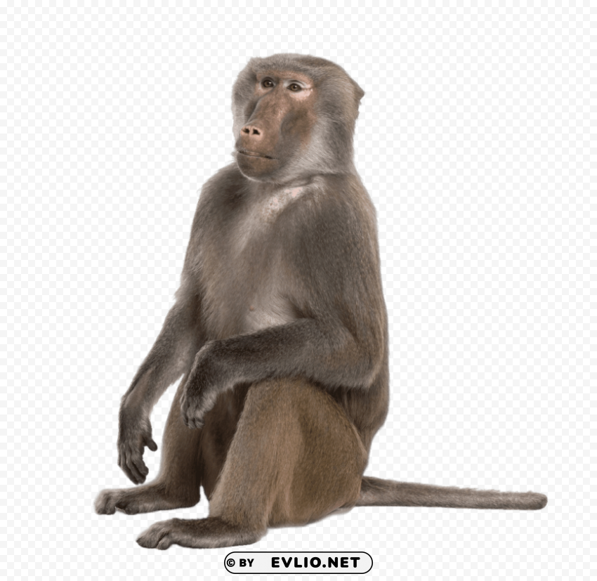 baboon s Transparent Background Isolation in HighQuality PNG png images background - Image ID 184ca1fe