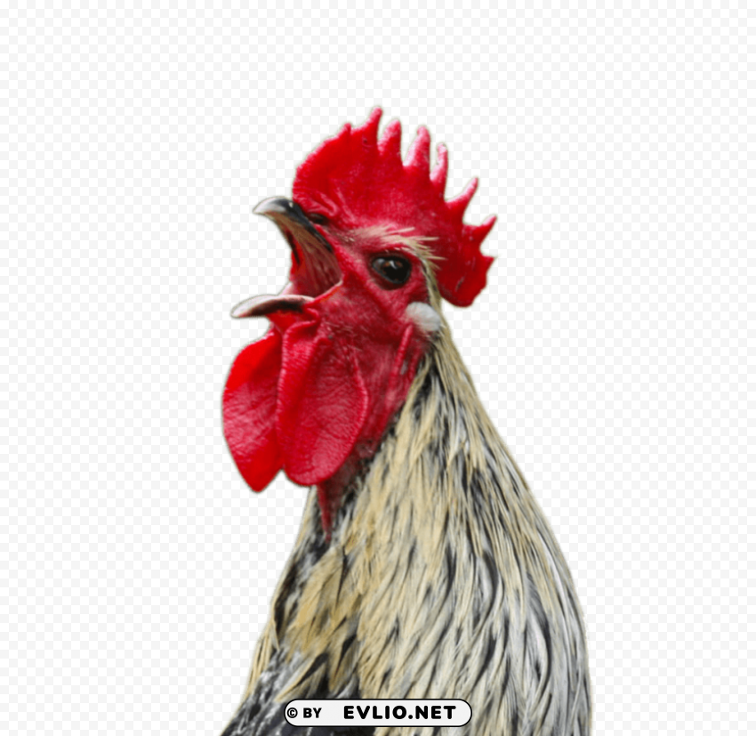 cock Free PNG download no background