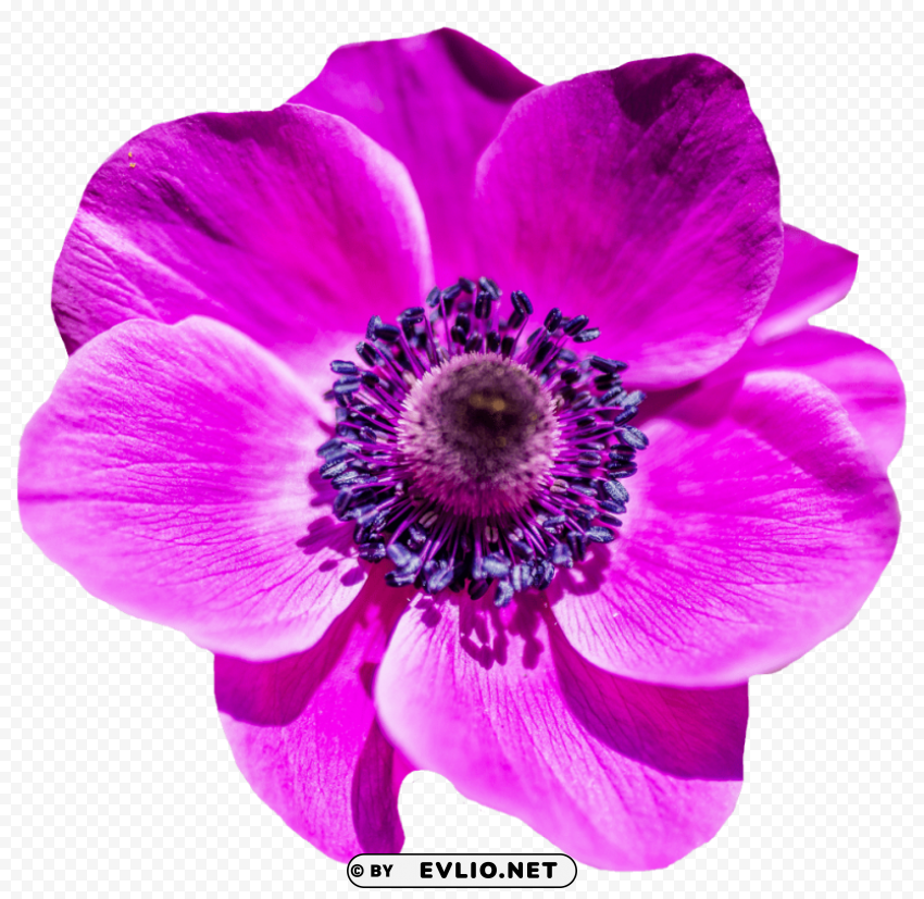flower PNG images with alpha transparency wide selection