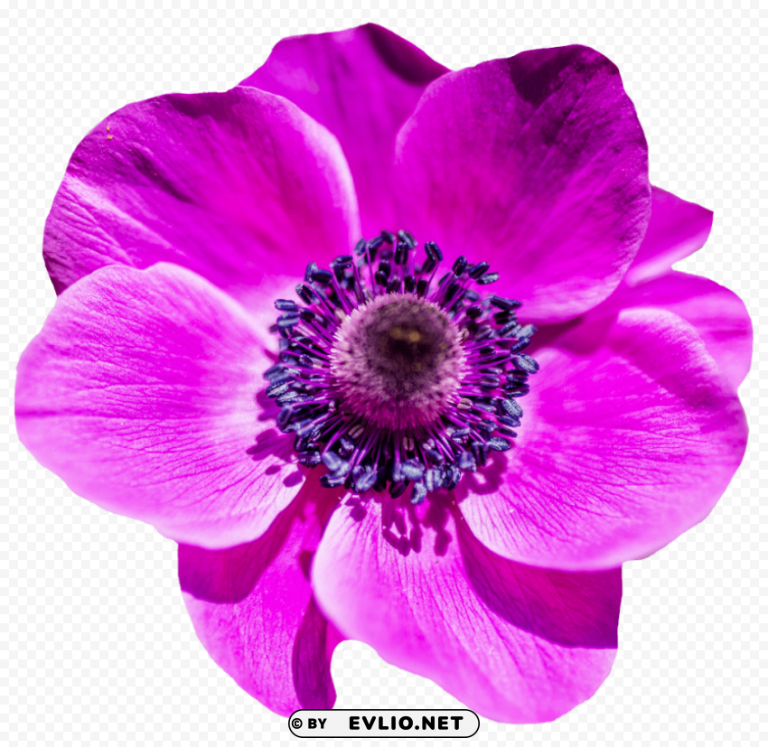 Flower PNG Images With Alpha Transparency Wide Selection