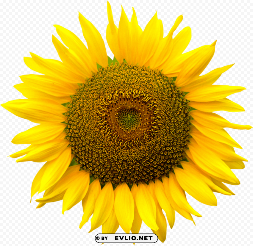sunflower PNG graphics for free