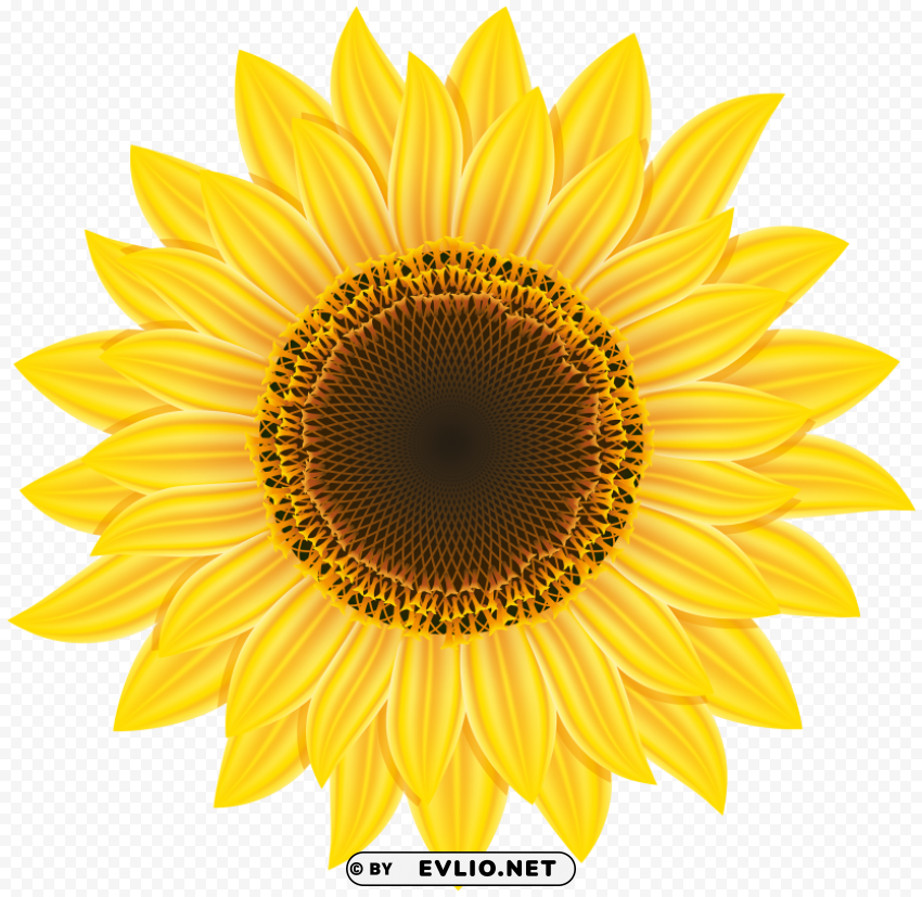 sunflower PNG transparent images for printing
