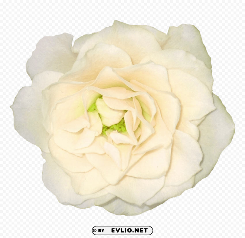 white roses PNG files with transparent elements wide collection
