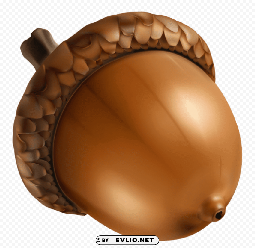 acorn PNG Graphic Isolated on Transparent Background