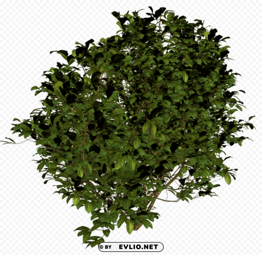 bush Free PNG images with transparent layers