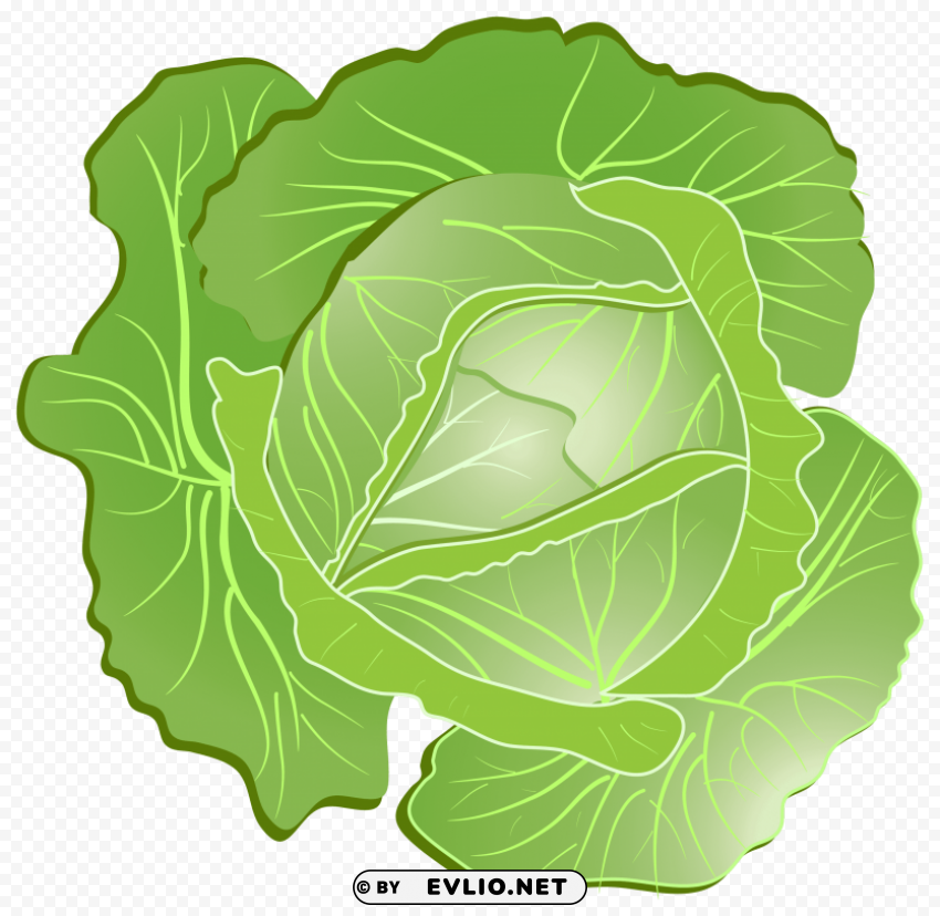cabbage PNG format with no background