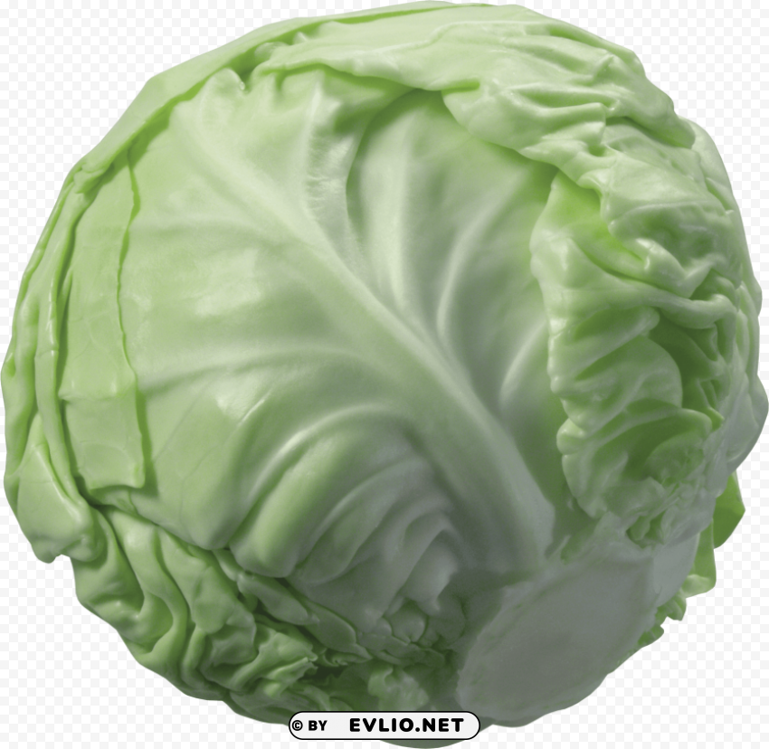 cabbage PNG free download