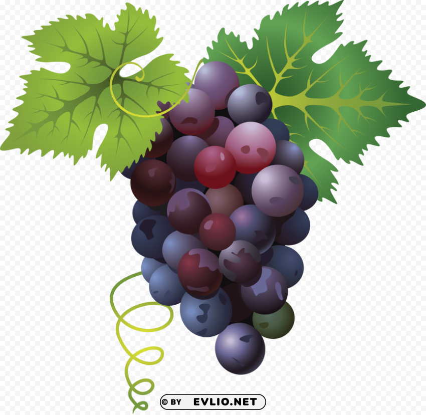 grapes PNG images with transparent elements