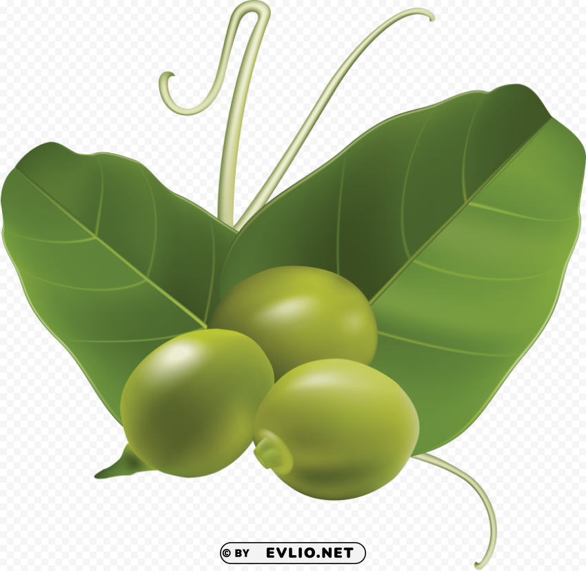 pea Isolated Subject with Clear Transparent PNG