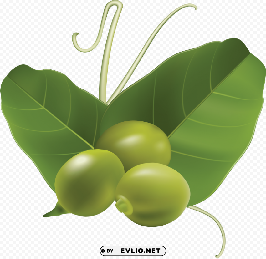 Pea Isolated Subject With Clear Transparent PNG