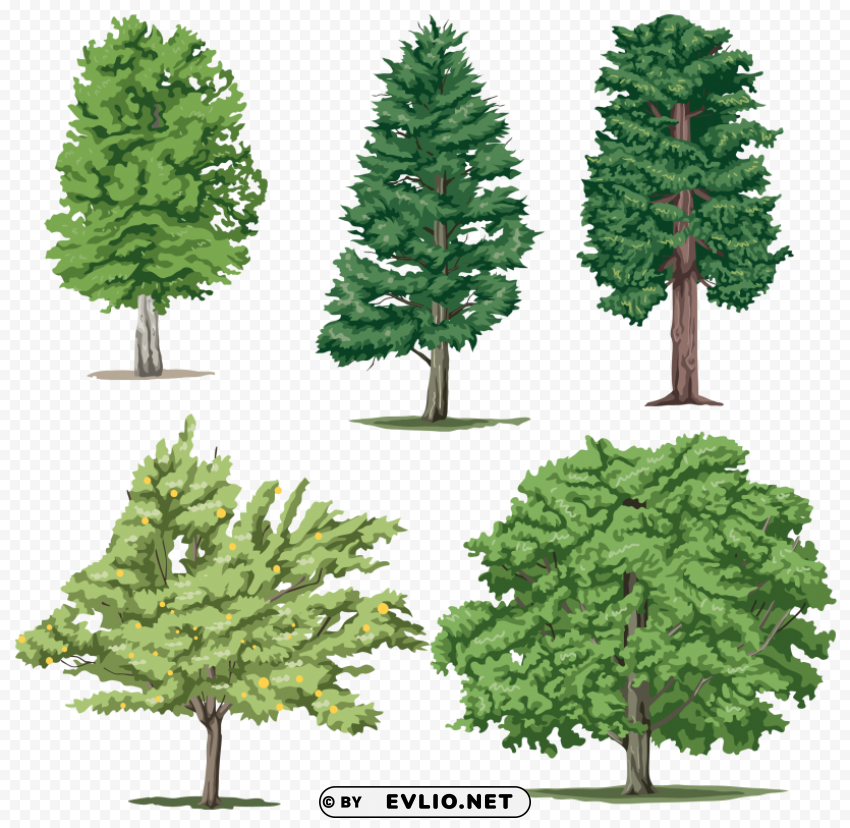 tree PNG images with transparent backdrop