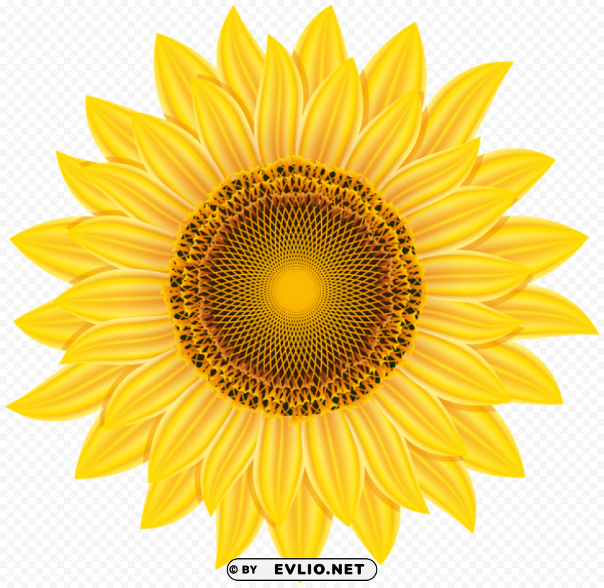 yellow sunflower Transparent PNG Isolated Object with Detail