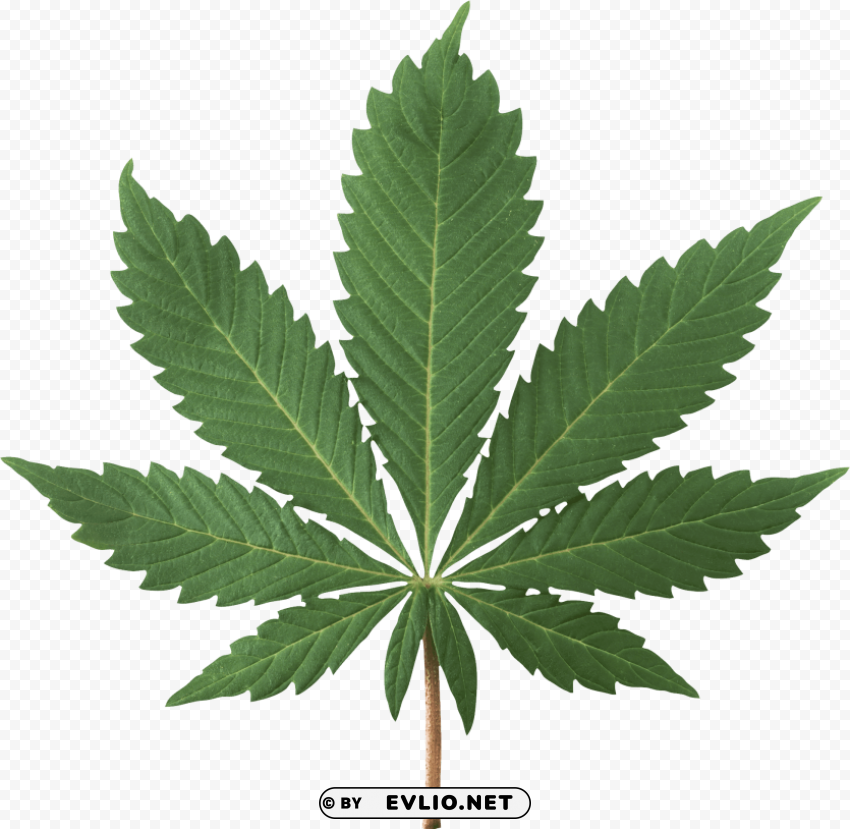 cannabis PNG Graphic Isolated with Clarity