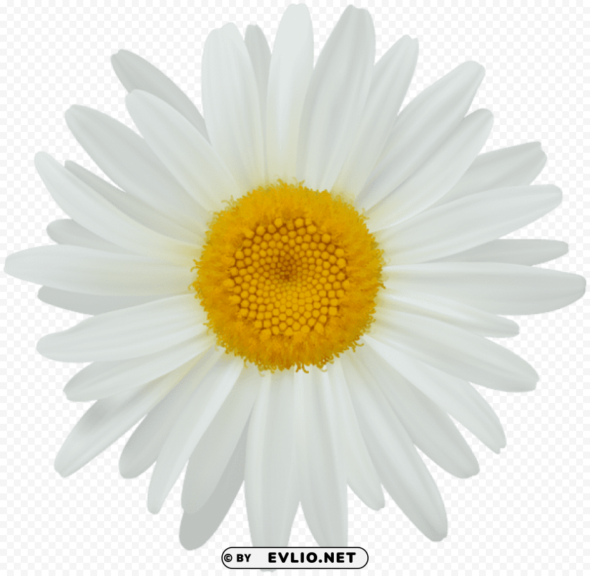 daisy PNG images with alpha mask