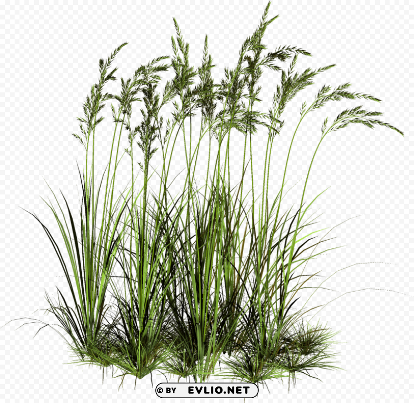 high grass cut out PNG for blog use