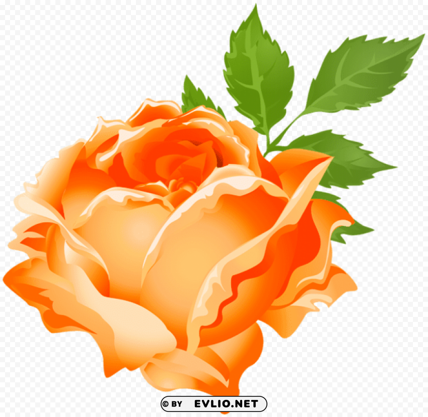 orange rose PNG download free