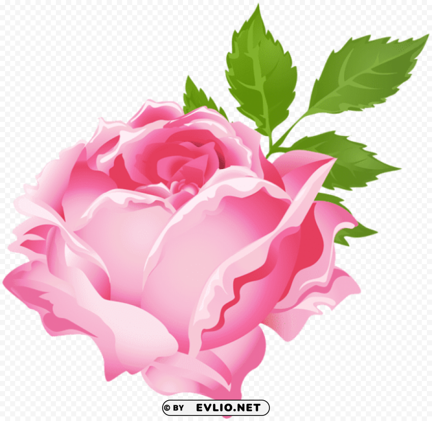 pink rose PNG artwork with transparency