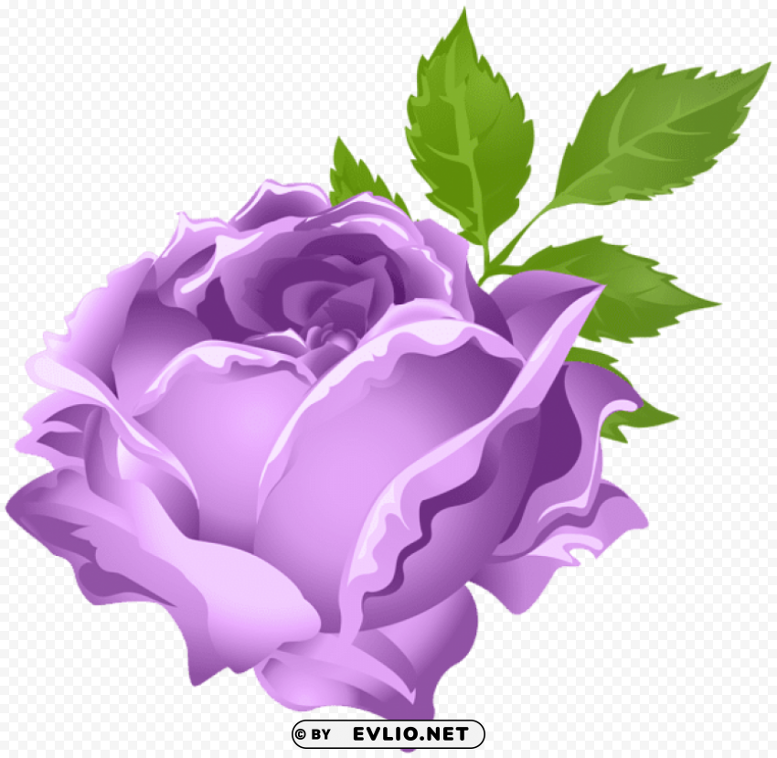 purple rose PNG clear images