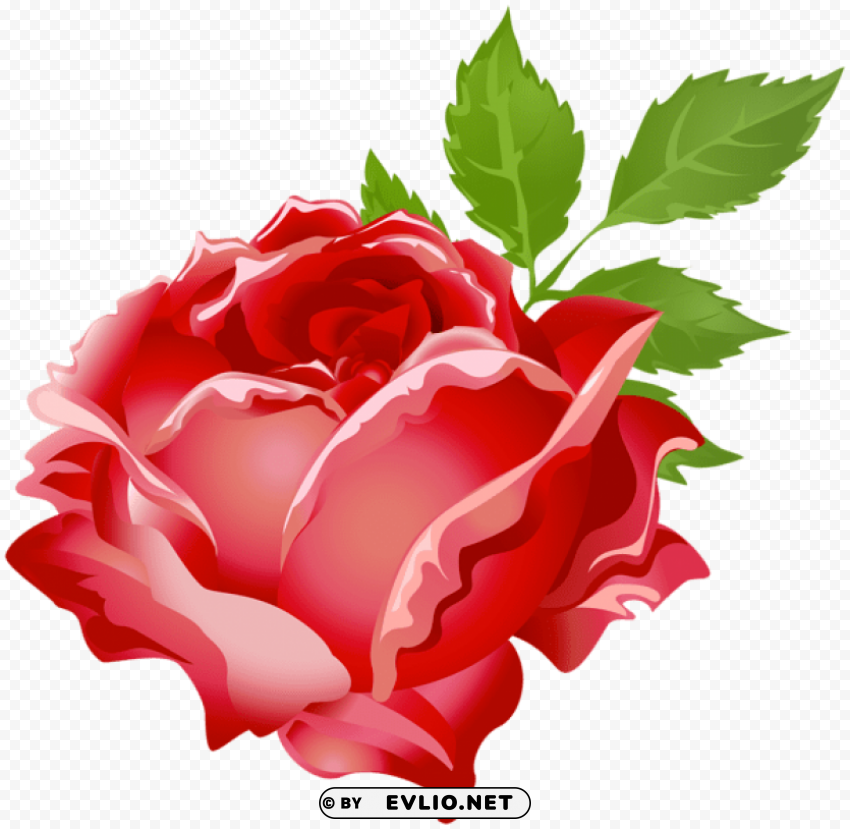 Rose Red No-background PNGs