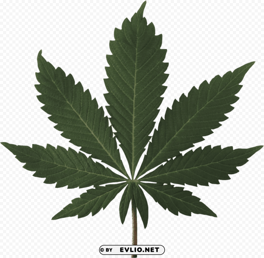 cannabis PNG Graphic with Clear Background Isolation