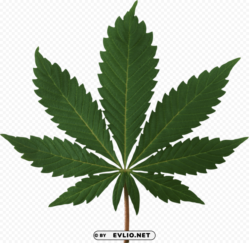 cannabis leaf PNG images with transparent canvas comprehensive compilation