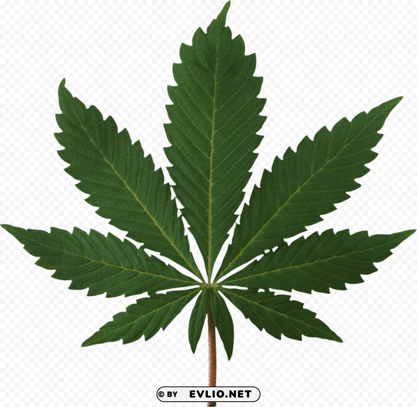 Cannabis Leaf PNG Images With Transparent Canvas Comprehensive Compilation