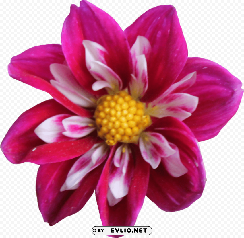 PNG image of dahlia PNG graphics with transparency with a clear background - Image ID 491dde33