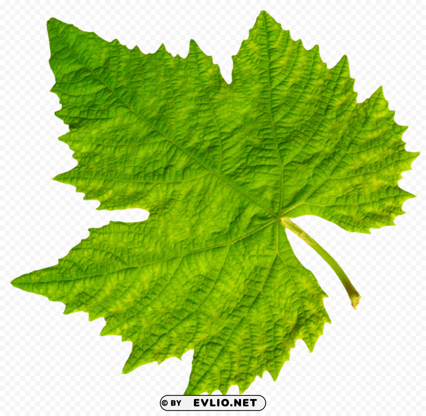 grape vine leaf PNG images free download transparent background
