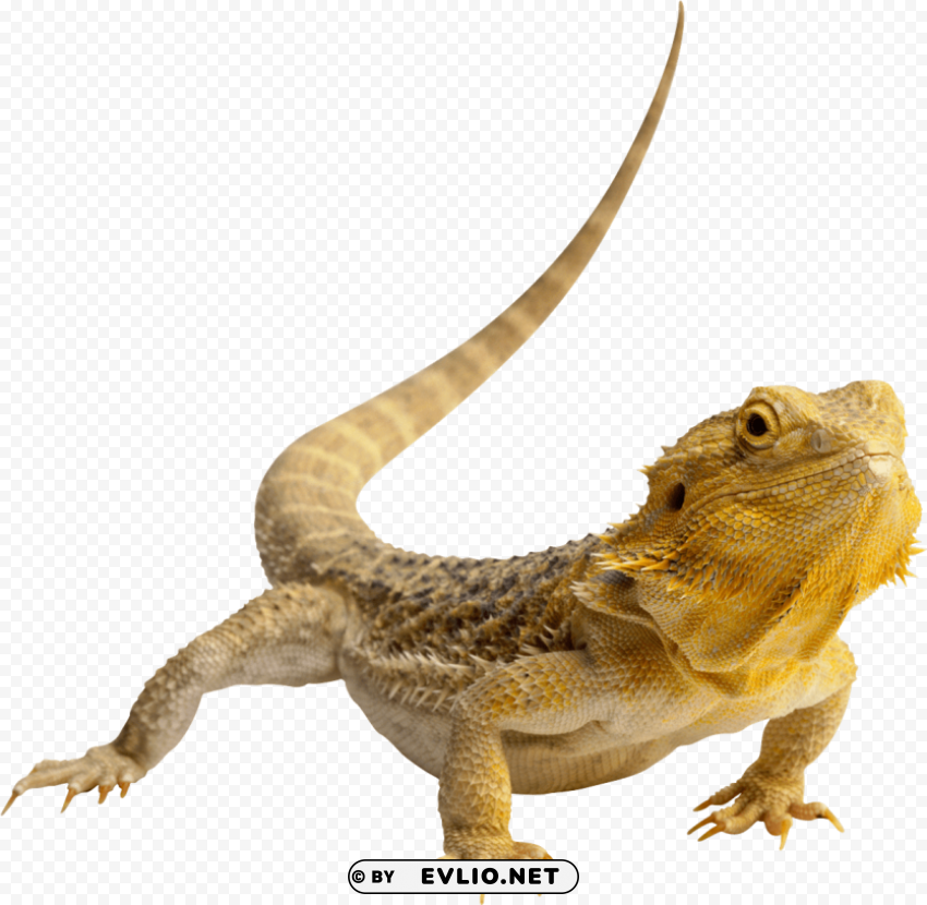 lizard photo PNG with cutout background