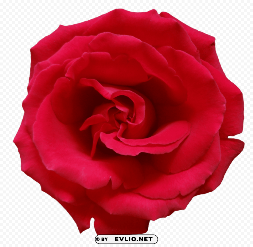 red rose CleanCut Background Isolated PNG Graphic