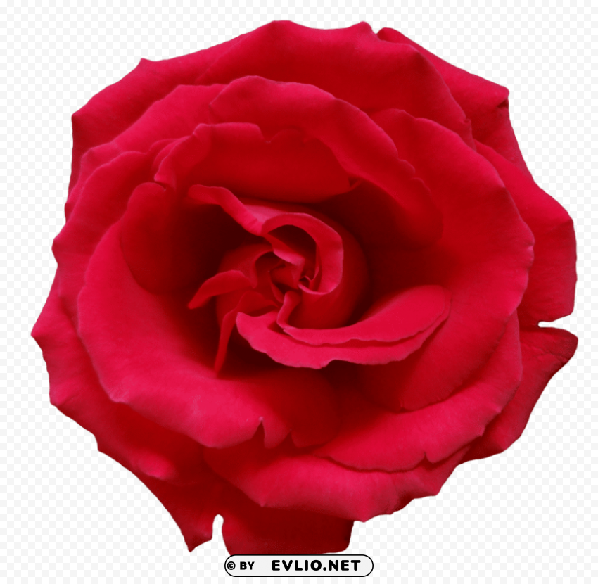 Red Rose CleanCut Background Isolated PNG Graphic