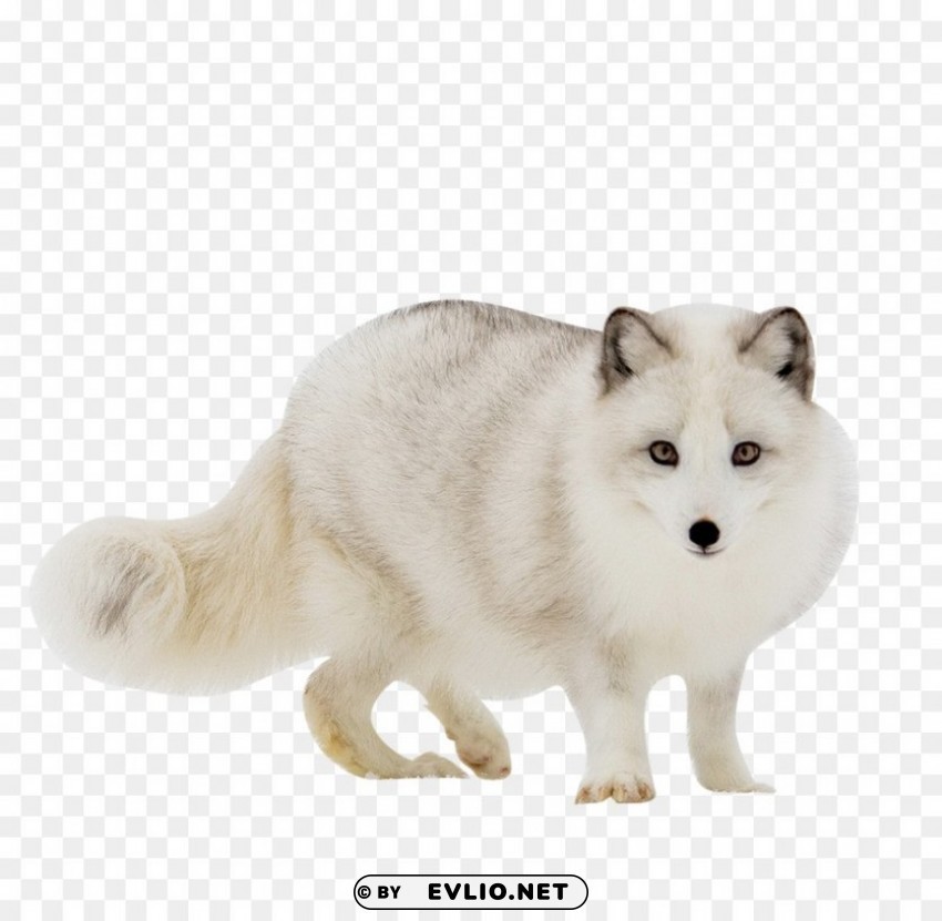 arctic fox red fox gra PNG picture