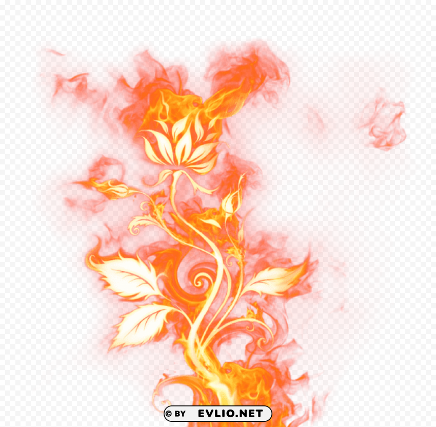 beautiful rose of firepicture PNG transparent images mega collection
