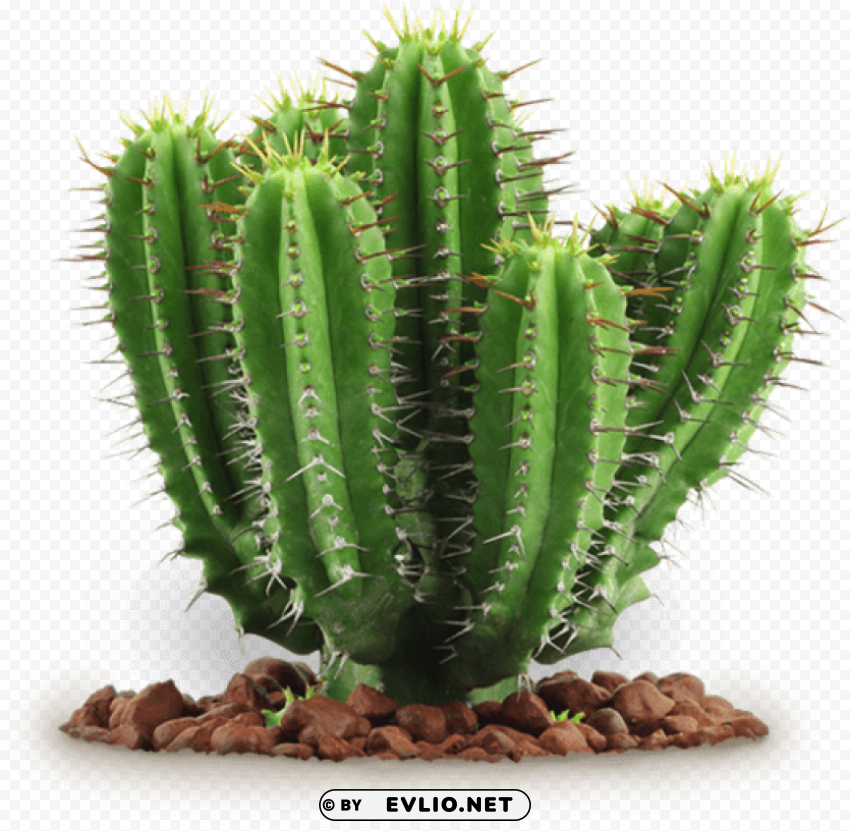 cactus Clear pics PNG