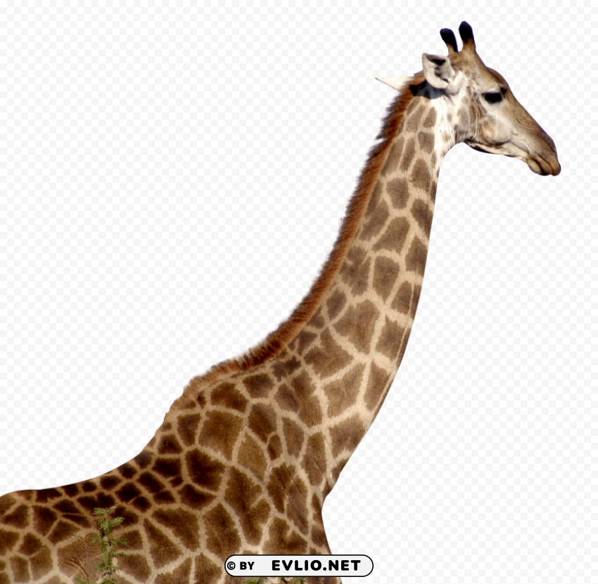 giraffe download PNG Graphic with Clear Background Isolation