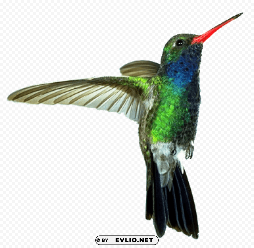 hummingbird red green PNG Graphic with Isolated Clarity