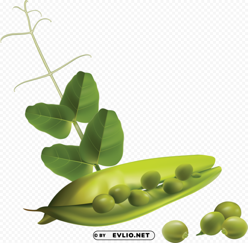 pea Isolated Subject with Clear PNG Background