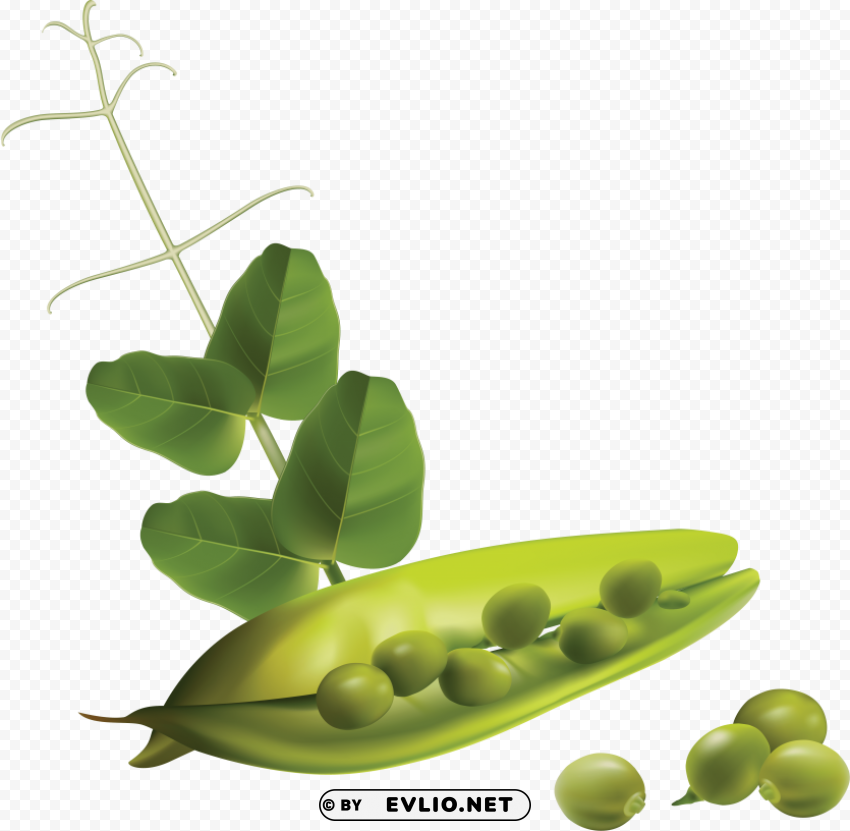 Pea Isolated Subject With Clear PNG Background