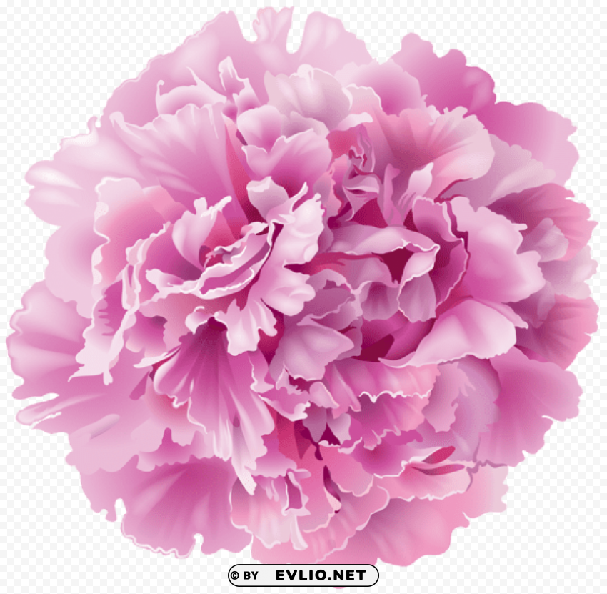 peony transparent Free PNG images with transparency collection