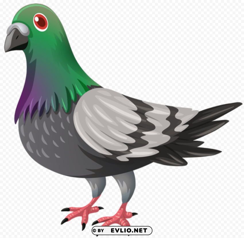 pigeon Free PNG images with alpha transparency compilation