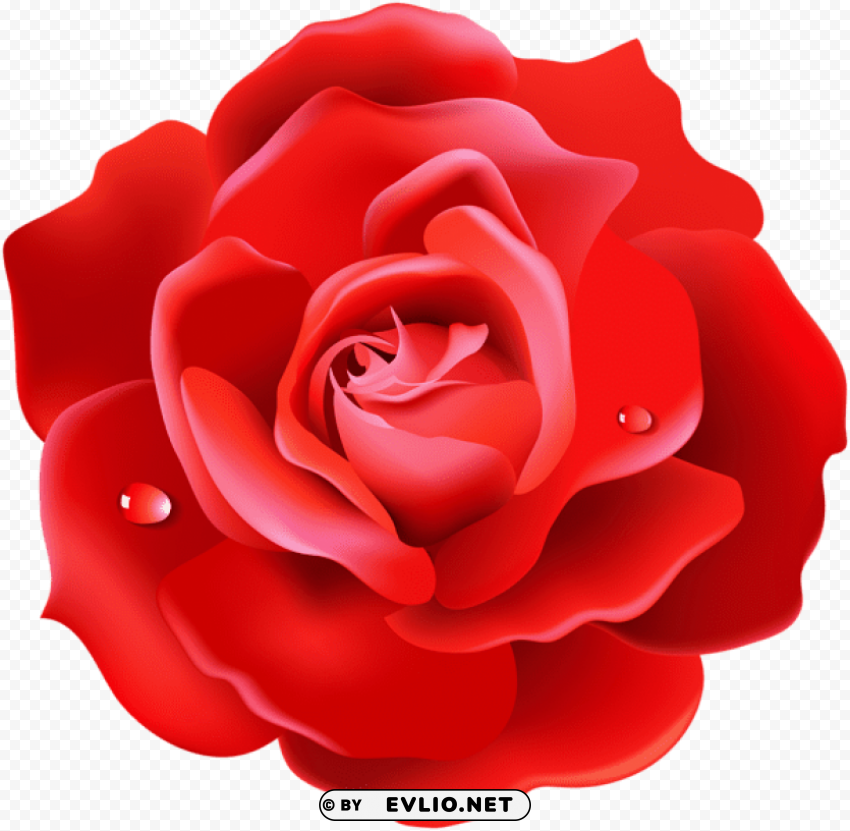 red rose PNG images for banners
