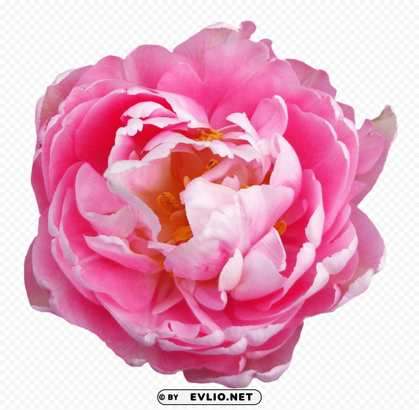 rose flower pink PNG transparent photos comprehensive compilation
