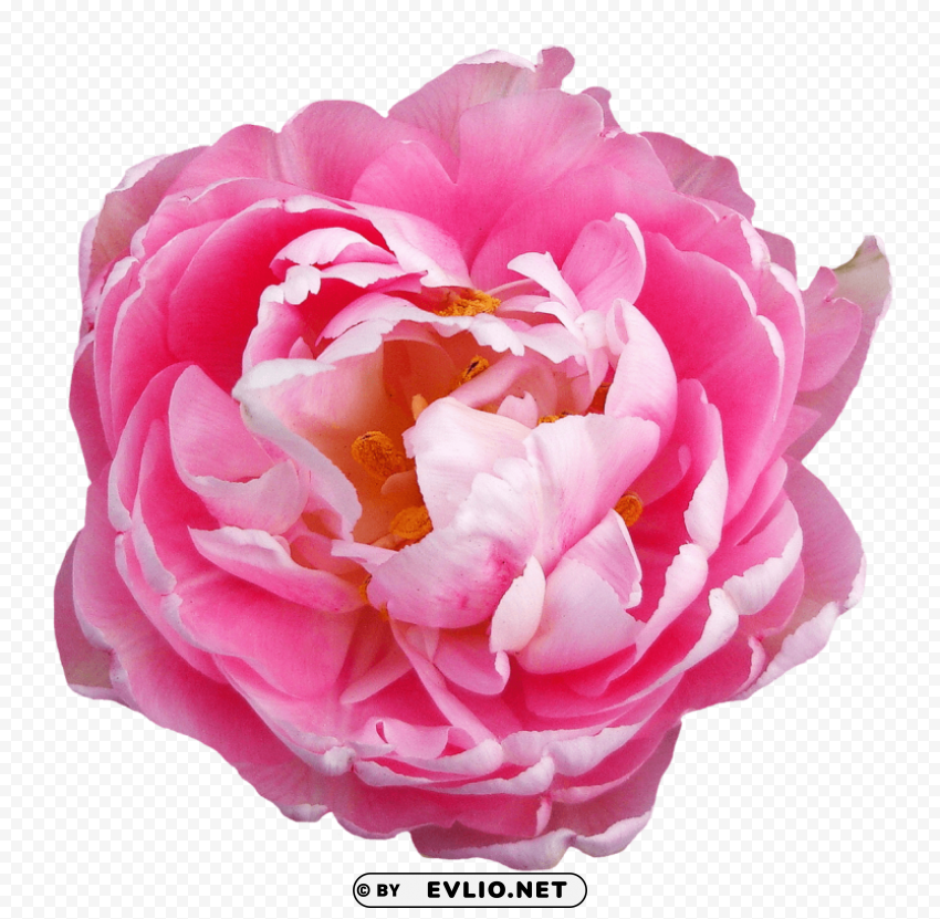 Rose Flower Pink PNG Transparent Photos Comprehensive Compilation