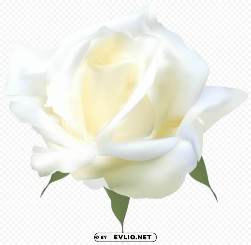 white rose PNG images with alpha channel selection