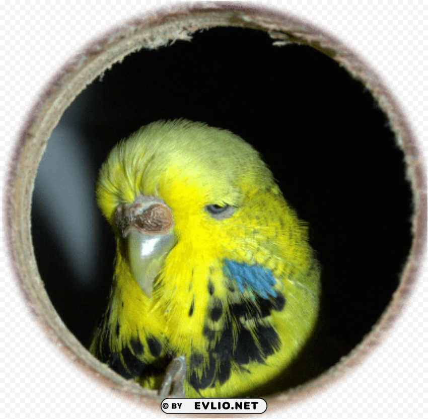 budgie PNG images with no attribution PNG transparent with Clear Background ID 0c4b7f35