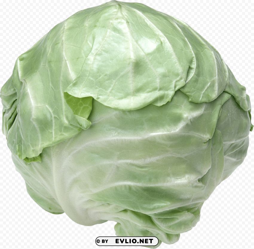 cabbage PNG Isolated Illustration with Clear Background