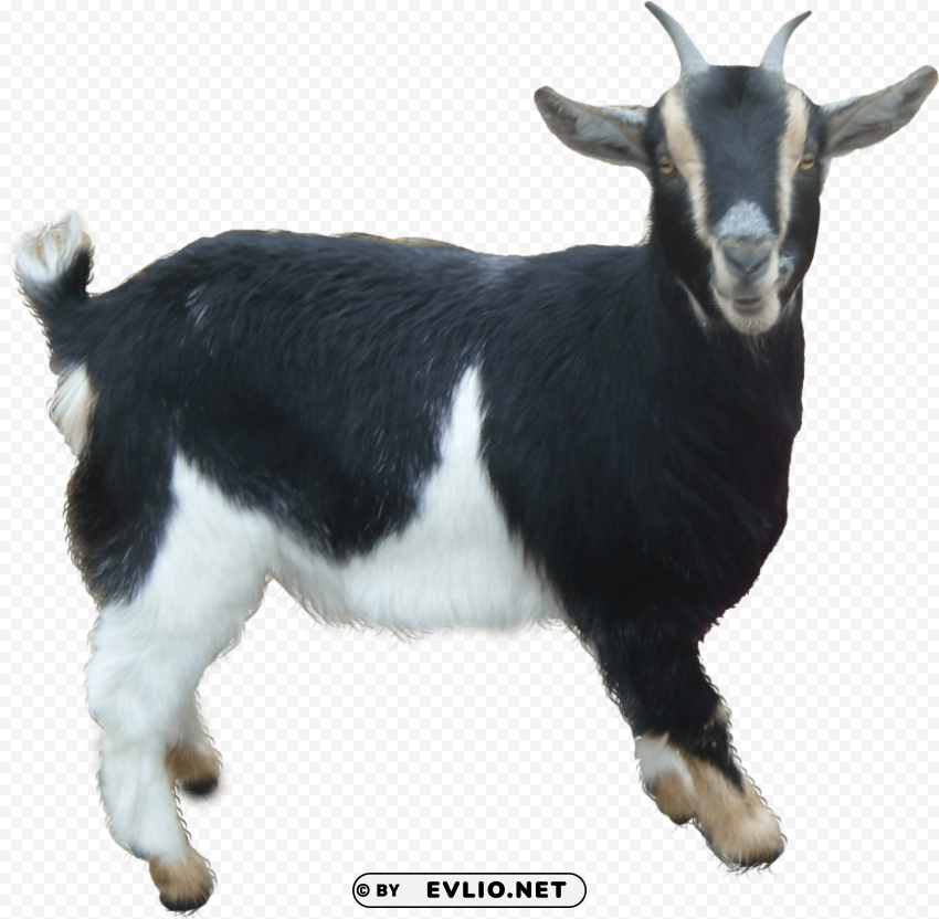 goat High-resolution PNG images with transparent background png images background - Image ID 337cdcd4